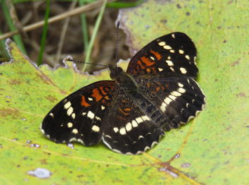 Texan Crescent